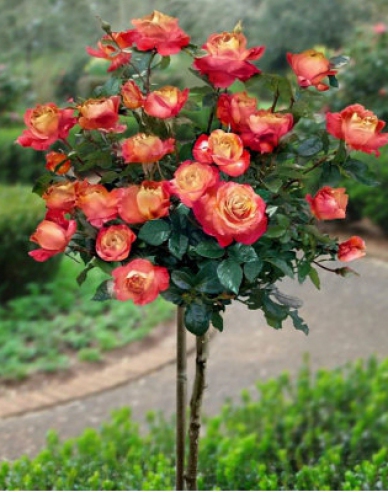 Růže stromková ´Orient Express´