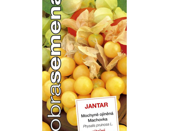 Dobrá semena Mochyně ojiněná ´Jantár´