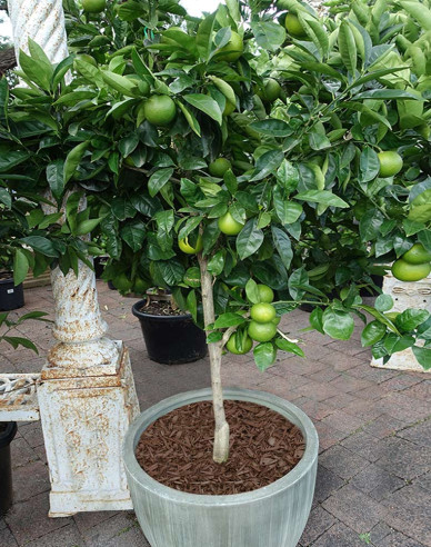 Citroník Lime