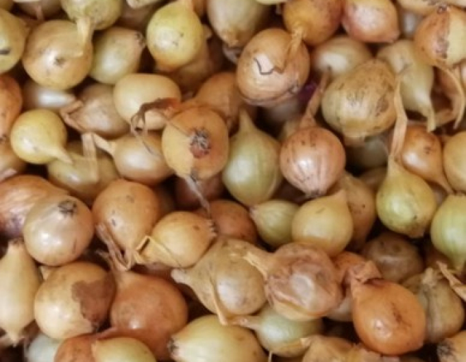 Cibule sazečka ´Stutgartská´ 8/21 0,25kg
