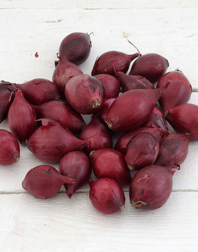 Cibule sazečka Red Baron 10/21 0,25 kg