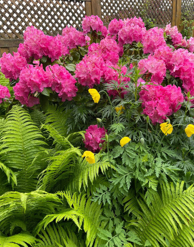 Rododendrón  Germania