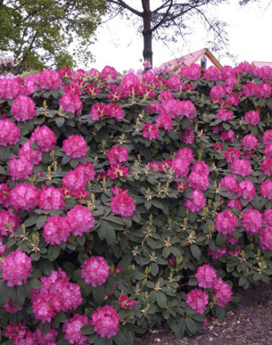 Rododendrón  Germania