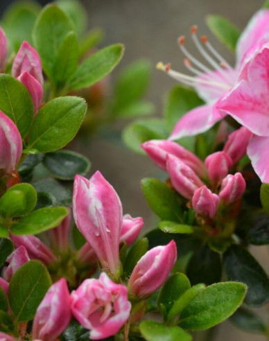 Azalka japonská Kermesina rose