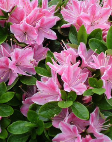 Azalka japonská Kermesina rose