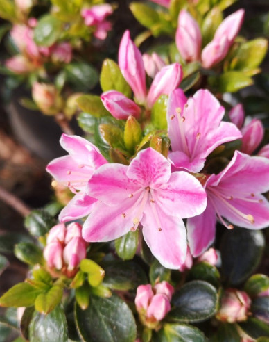 Azalka japonská Kermesina rose