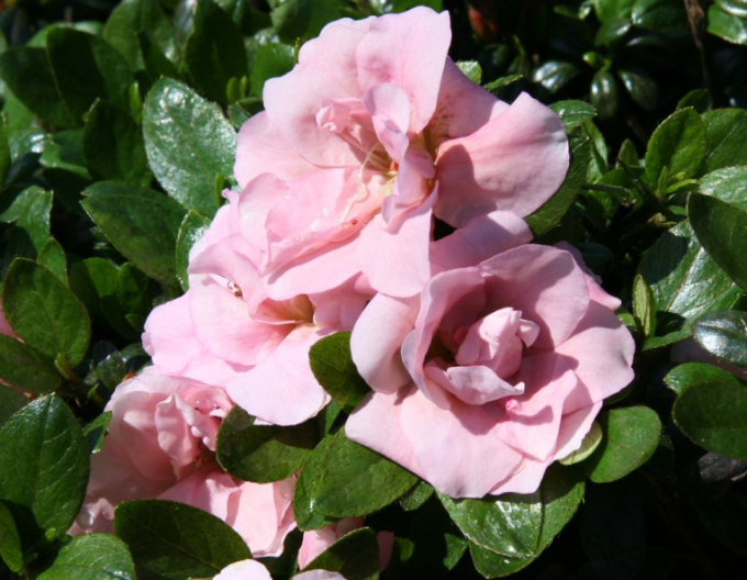 Azalka japonská Rosebud