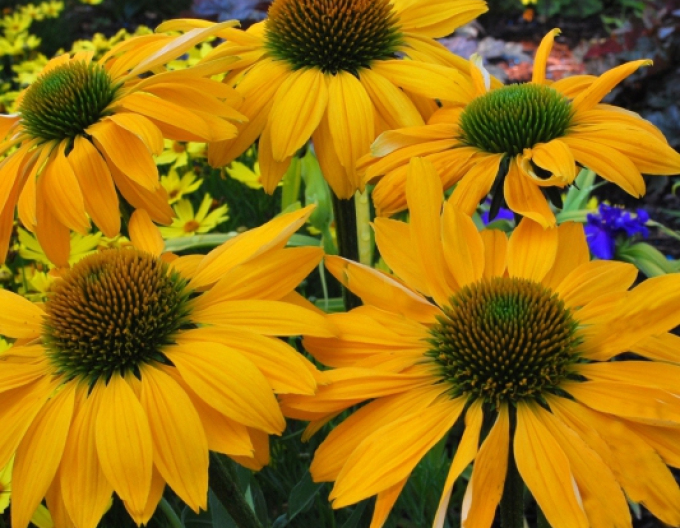Echinacea žlutá "Cheyenne Spirit"