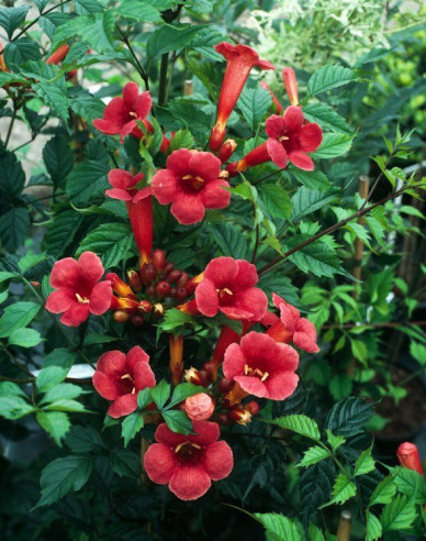 Trubač popínavý ´Flamenco´