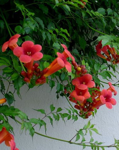 Trubač popínavý ´Flamenco´