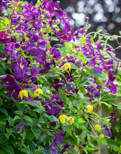 Clematis ´Etoile Violette´