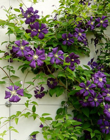Clematis ´Etoile Violette´