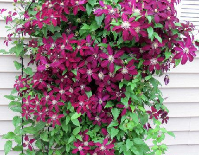 Clematis ´Niobe´