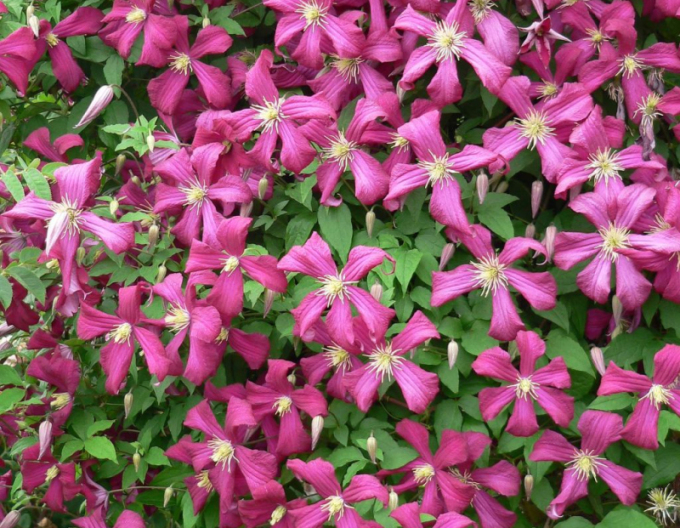 Clematis ´Niobe´