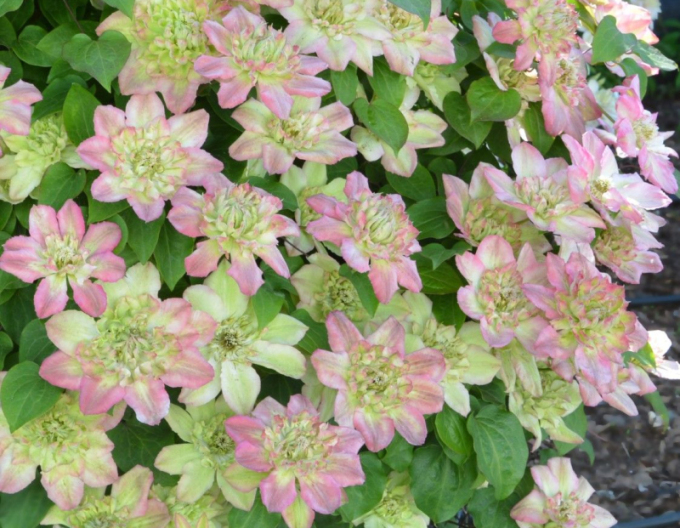Clematis Pistachio Cake