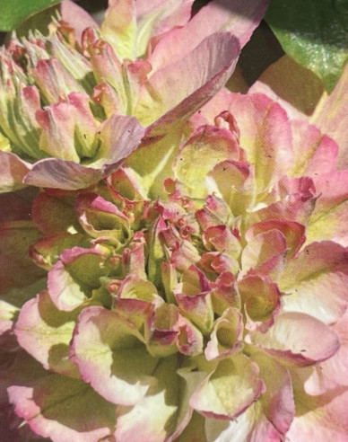 Clematis Pistachio Cake