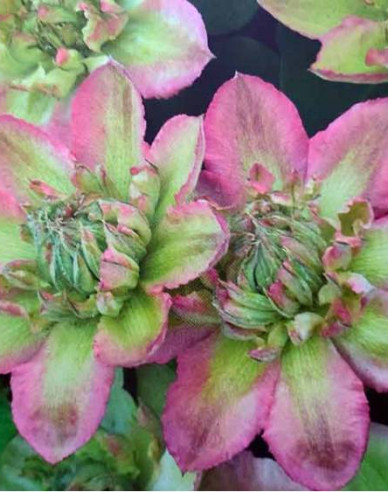 Clematis Pistachio Cake