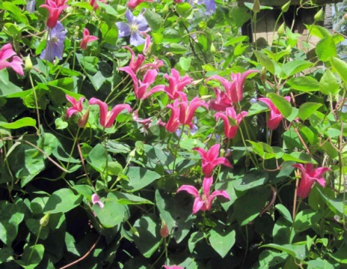 Clematis ´Princess Diana´
