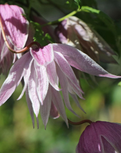 Clematis Pink Swing