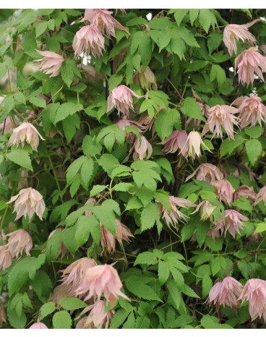 Clematis Pink Swing