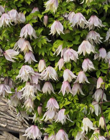 Clematis Pink Swing