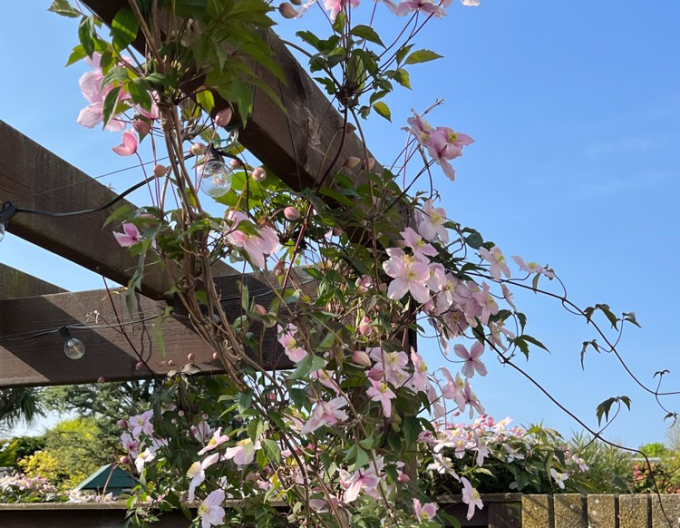 Clematis ´Montana Mayleen´