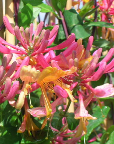 Zimolez heckrotii ´American Beauty´