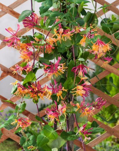 Zimolez heckrotii ´American Beauty´