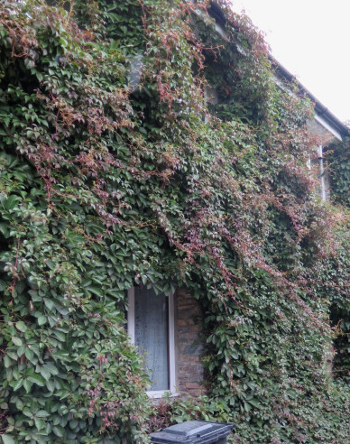 Přísavník pětilistý, loubinec ´Henryana´