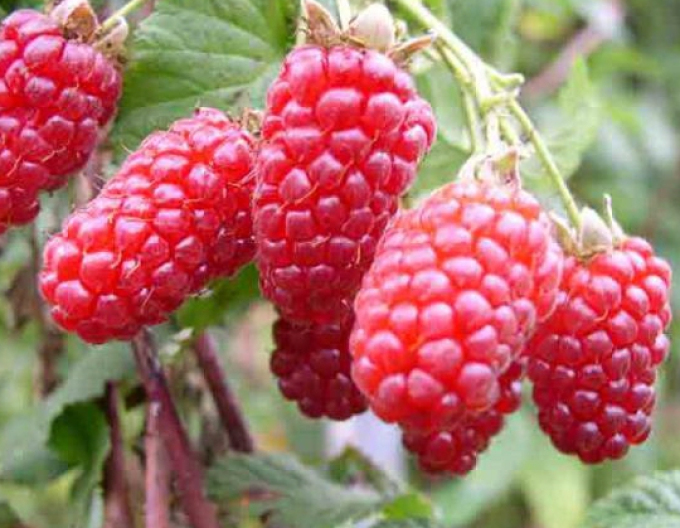Malina Tayberry Medana