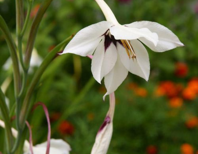 Acidanthera