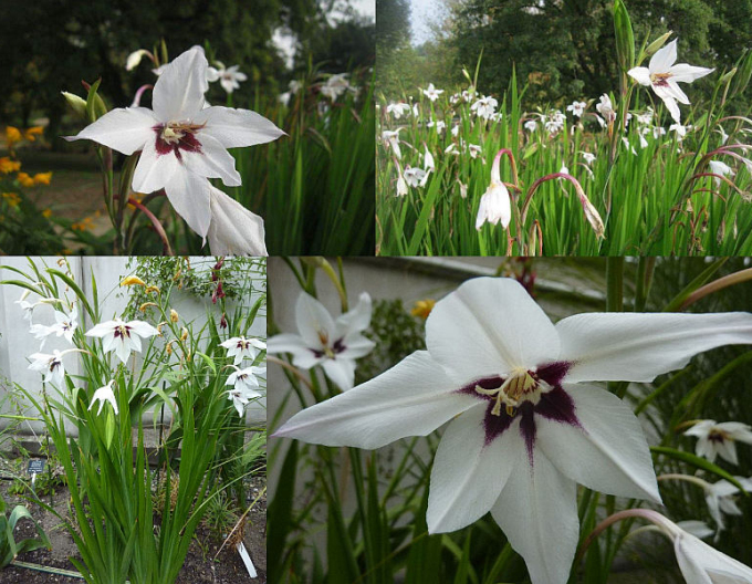 Acidanthera