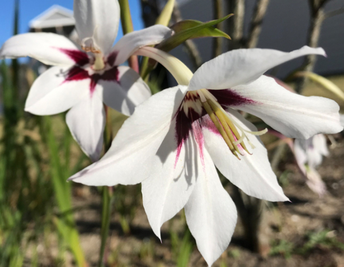 Acidanthera