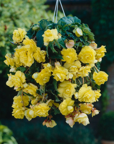 Begonie převislá Yellow