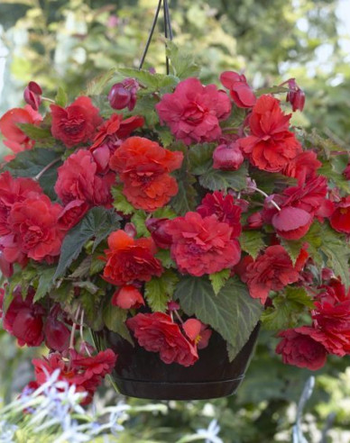 Begonie převislá Red