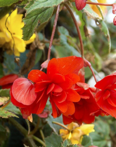 Begonie převislá Red