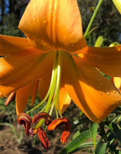 Lilie ´Orange Space´