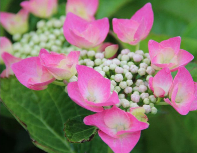Hortenzie Teller Pink