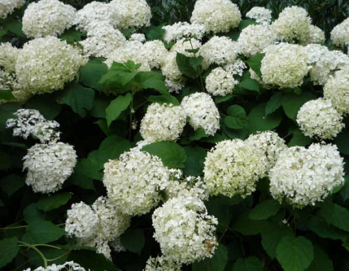 Hortenzie Annabelle