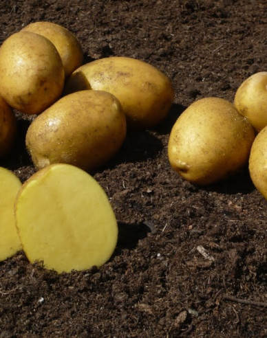 Sazenice brambor ´Sunita´ 5kg