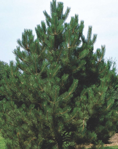 Borovice černá (Pinus nigra)