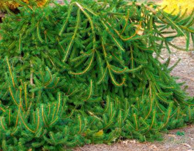 Smrk ztepilý "Formanek" (Picea abies "Formanek")
