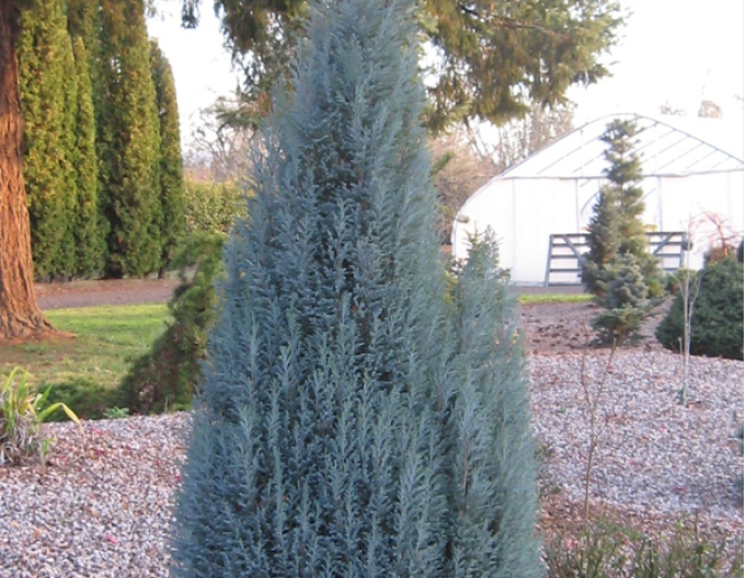 Cypřišek Lawsonův BLUE SURPRISE(chamaecyparis lawsonianaBLUE SURPRISE)