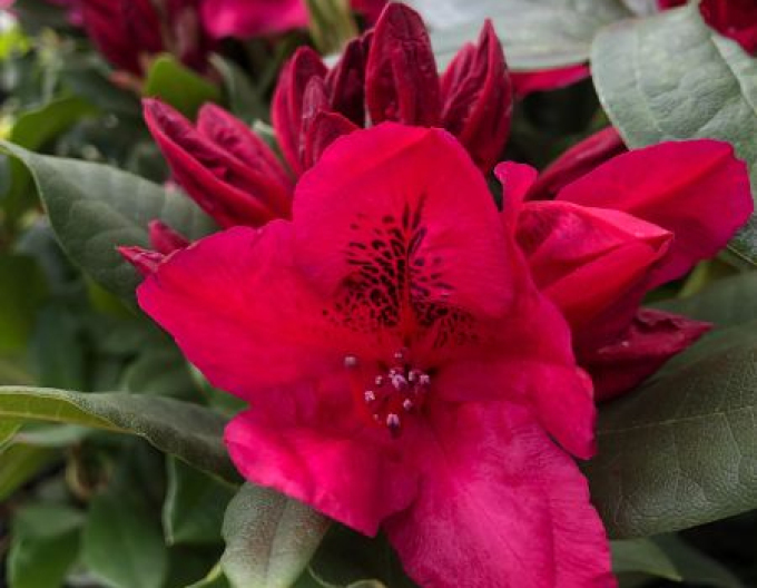 Rhododendron Lord Roberts