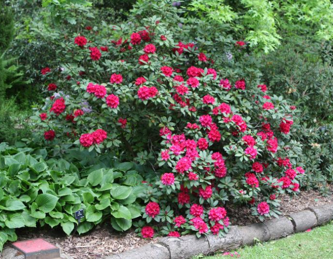 Rhododendron Lord Roberts