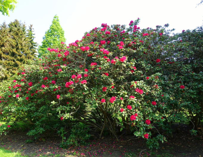 Rhododendron Lord Roberts