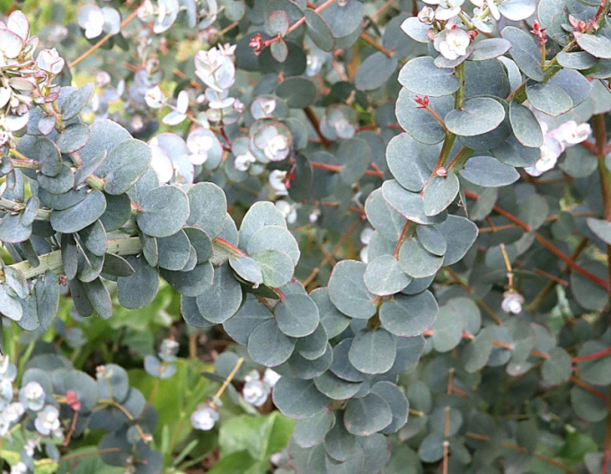Eucalyptus gunni ´Azora´