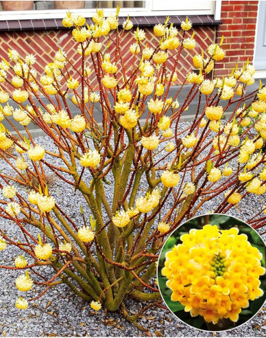 Edgeworthia ´Grandiflora´ - papírový keř