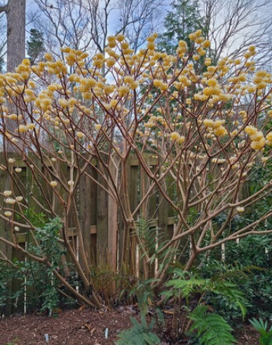 Edgeworthia ´Grandiflora´ - papírový keř