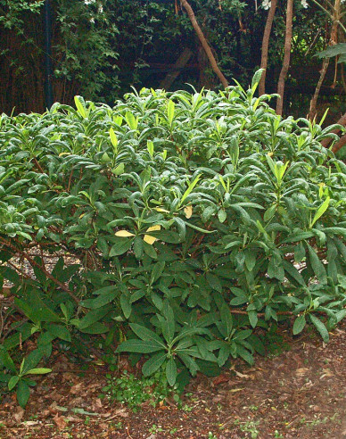 Edgeworthia ´Grandiflora´ - papírový keř